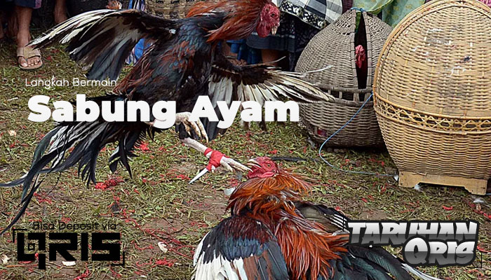 Panduan Bermain Sabung Ayam SV388 dengan QRIS